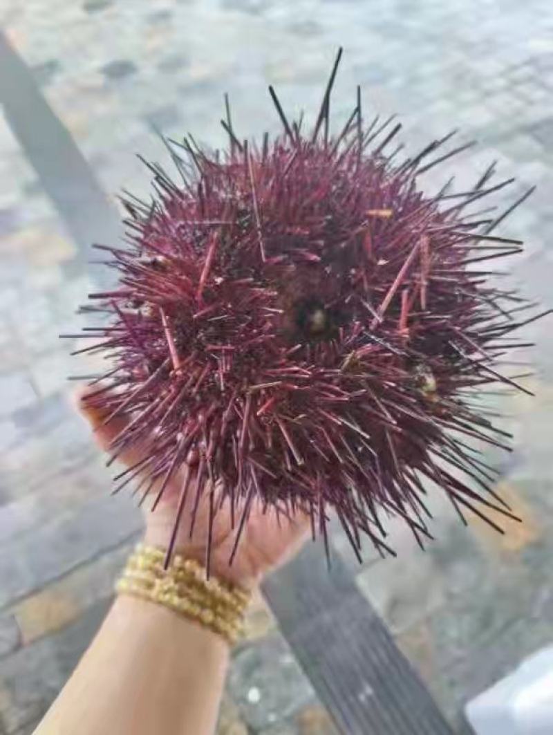 加拿大，活海胆