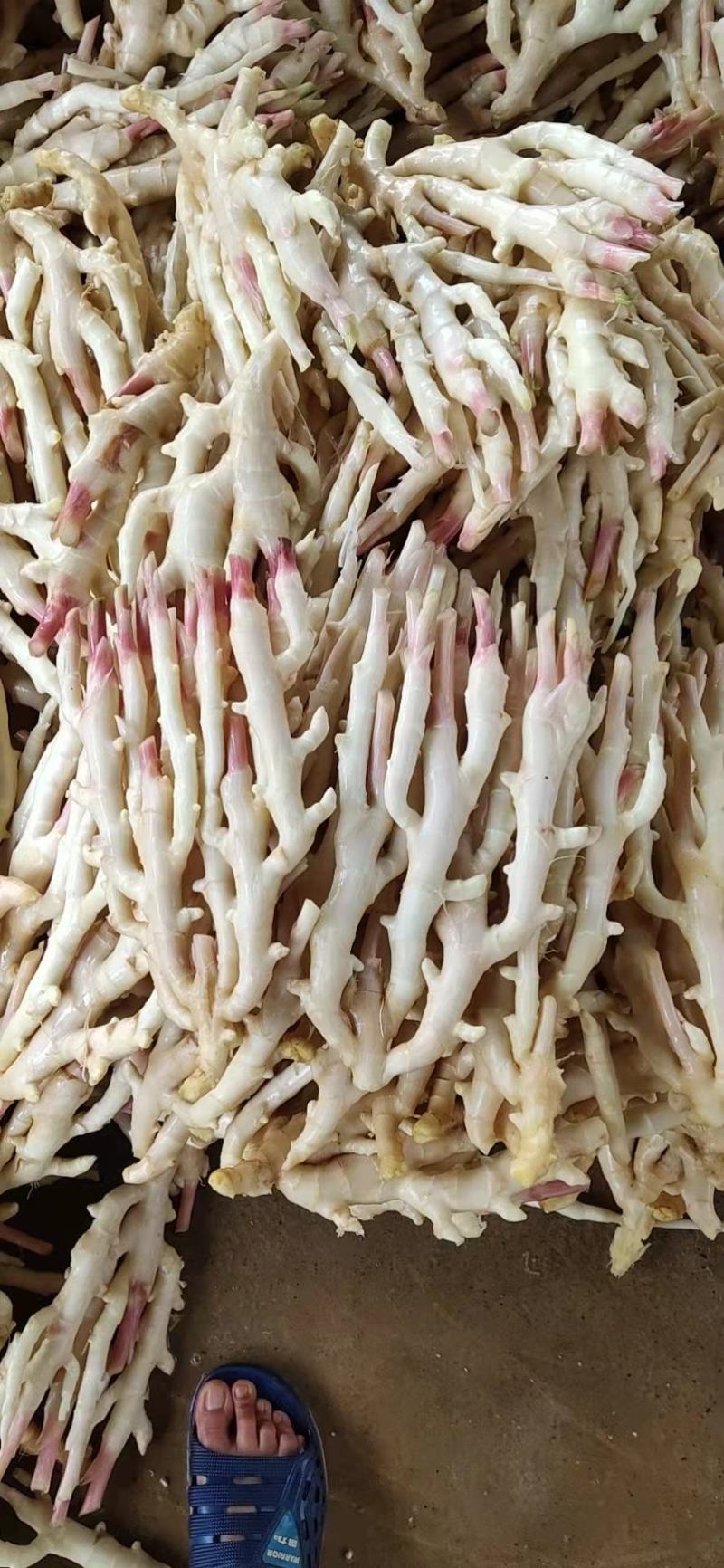 精品水洗红芽仔姜，带泥仔姜