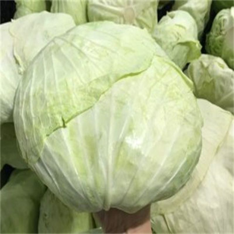 新鲜甘蓝菜包菜圆白菜绿甘蓝现砍现卖