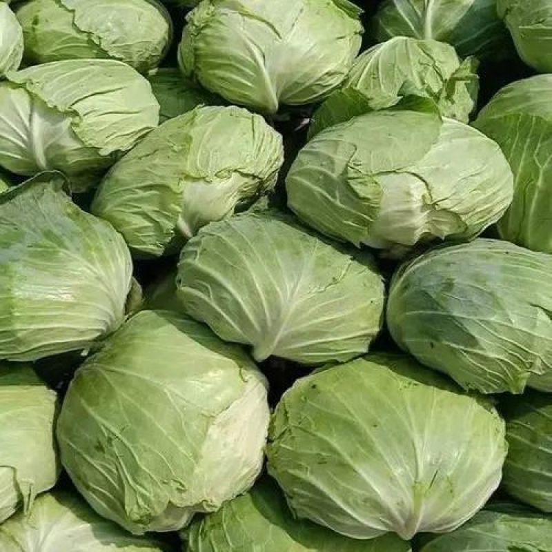 新鲜甘蓝菜包菜圆白菜绿甘蓝现砍现卖