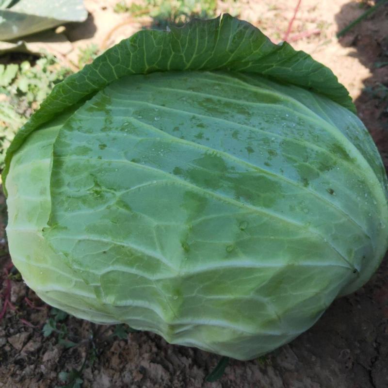 新鲜甘蓝菜包菜圆白菜绿甘蓝现砍现卖