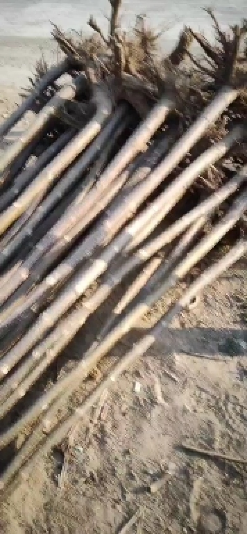 4公分泡桐树