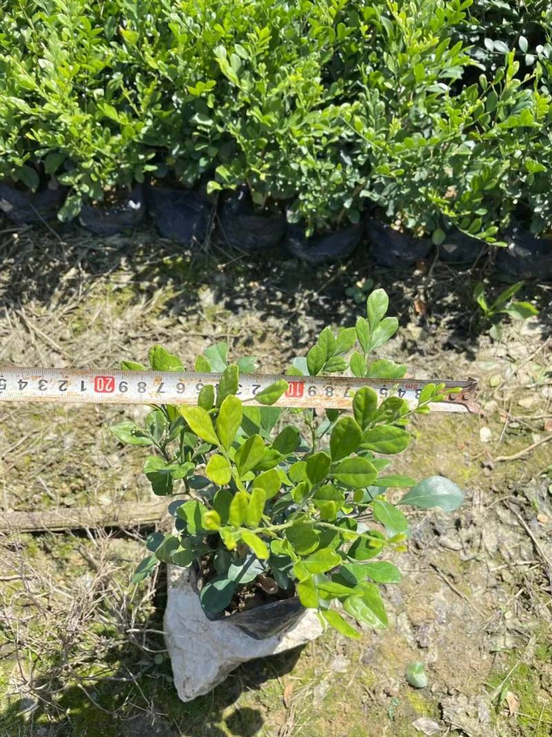 九里香七里香驱蚊绿化苗木漳州精品基地直供