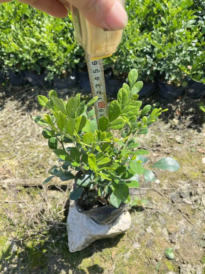 九里香七里香驱蚊绿化苗木漳州精品基地直供