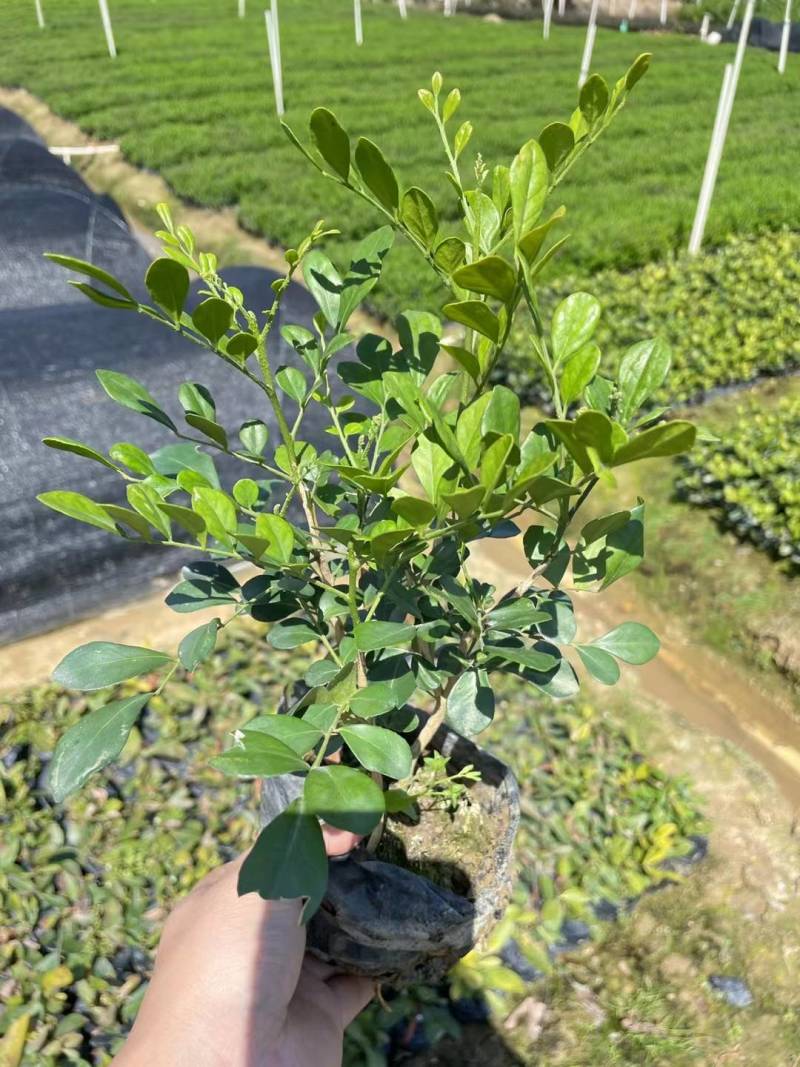 九里香七里香驱蚊绿化苗木漳州精品基地直供