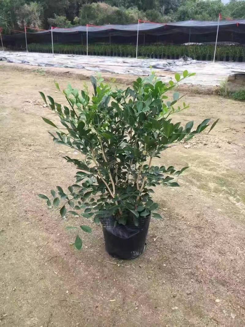 九里香七里香驱蚊绿化苗木漳州精品基地直供