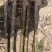 4公分泡桐树