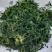 新货脱水荠菜