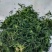 新货脱水荠菜
