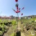 桃花树