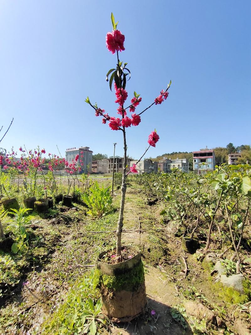 桃花树