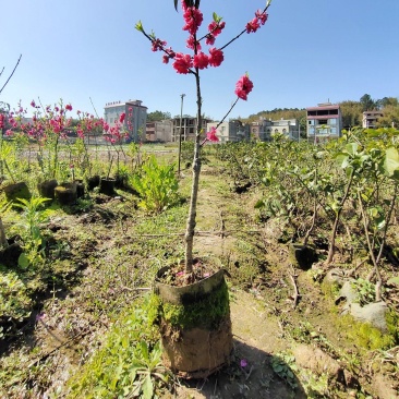 桃花树
