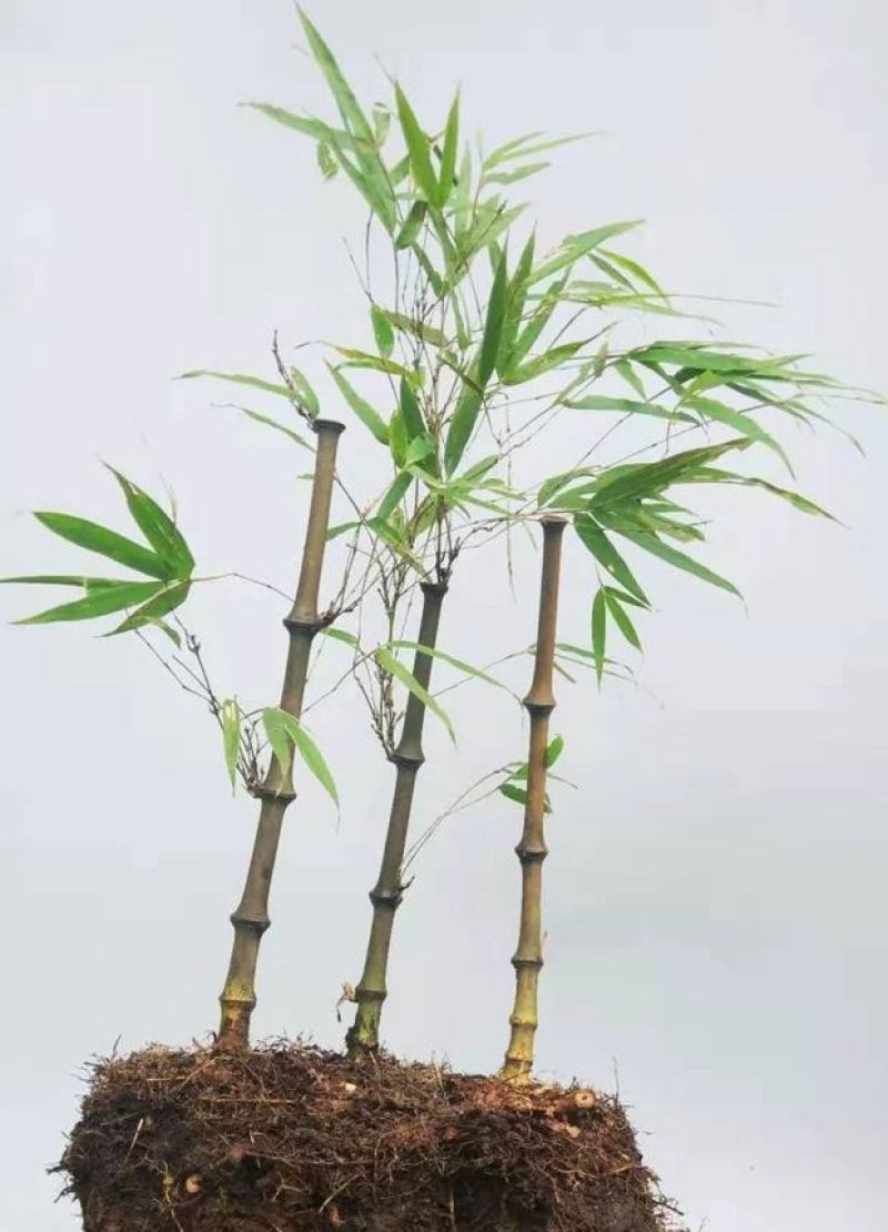 竹苗