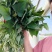 商薯19脱毒红薯种苗红薯苗15~25cm冷棚育苗