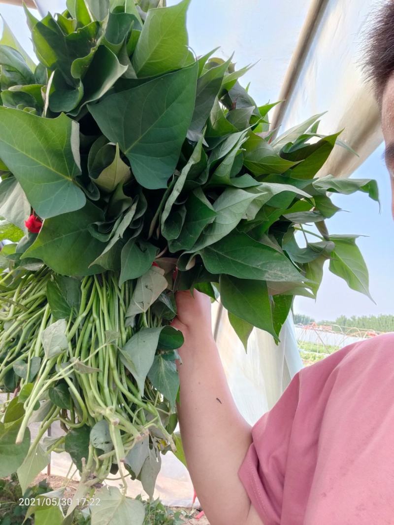 商薯19脱毒红薯种苗红薯苗15~25cm冷棚育苗