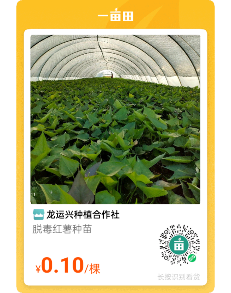 商薯19脱毒红薯种苗红薯苗15~25cm冷棚育苗