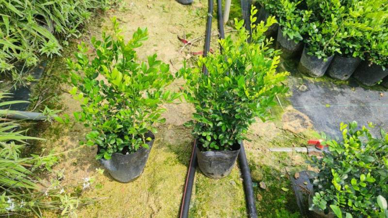 九里香七里香驱蚊绿化苗木漳州精品基地直供