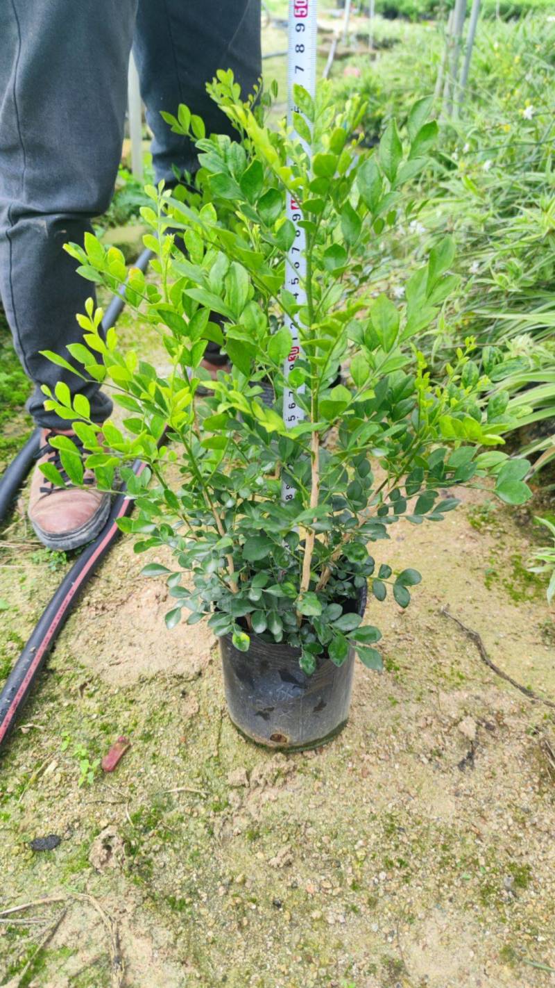 九里香七里香驱蚊绿化苗木漳州精品基地直供