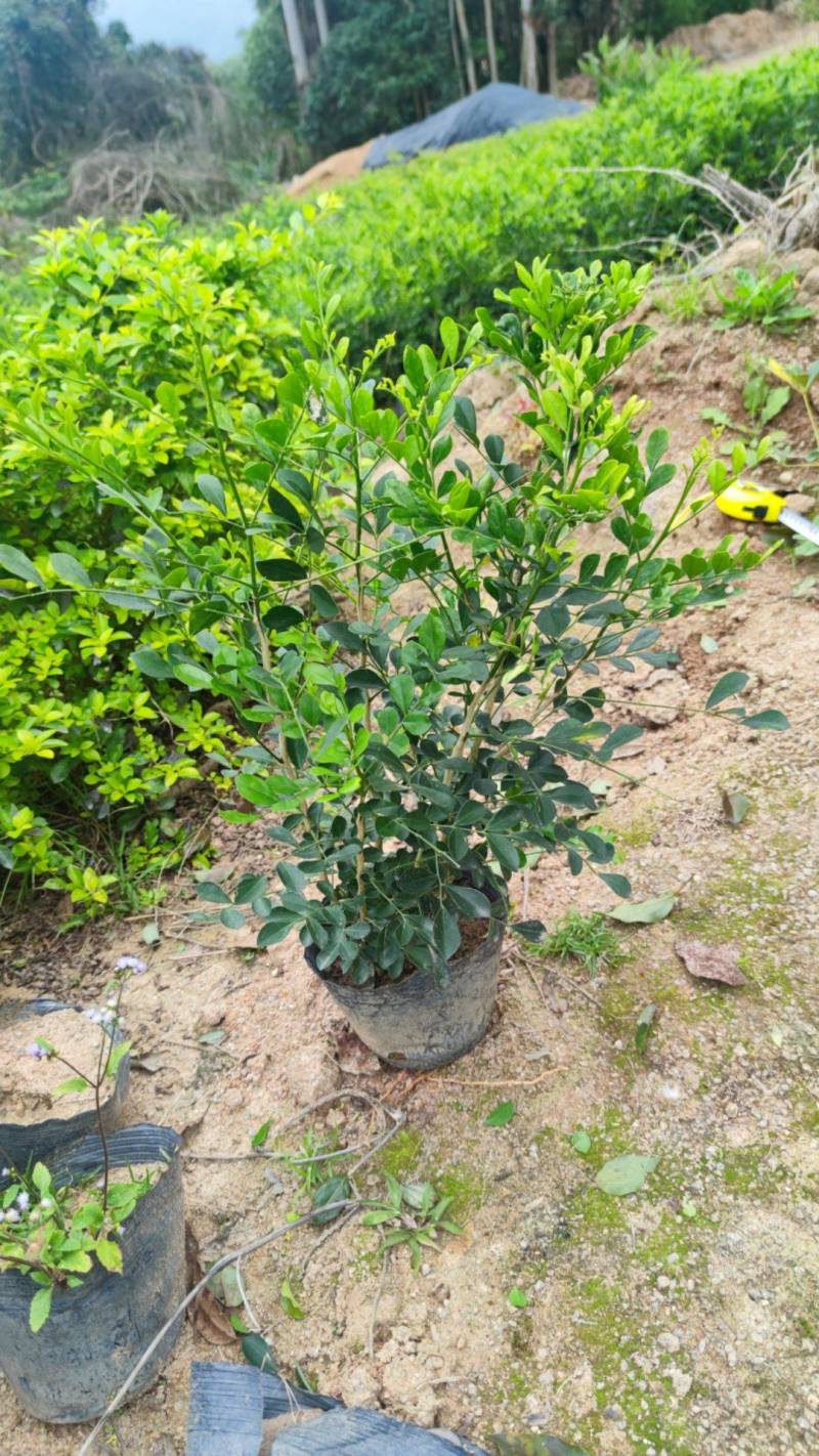 九里香七里香驱蚊绿化苗木漳州精品基地直供