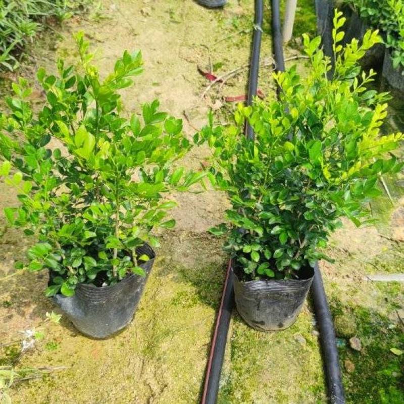 九里香七里香驱蚊绿化苗木漳州精品基地直供