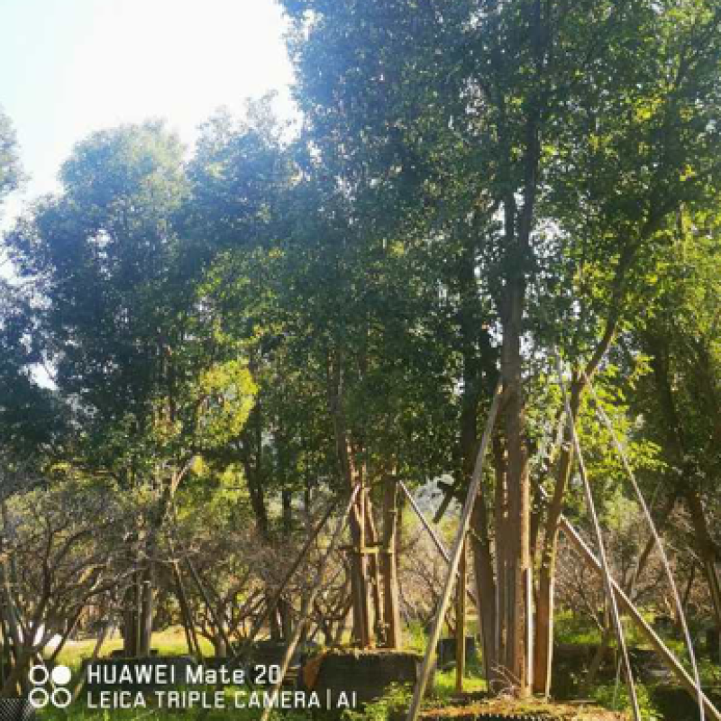 丛生香樟树4-6杆8-12公分漳州香樟树种植基地苗农直销