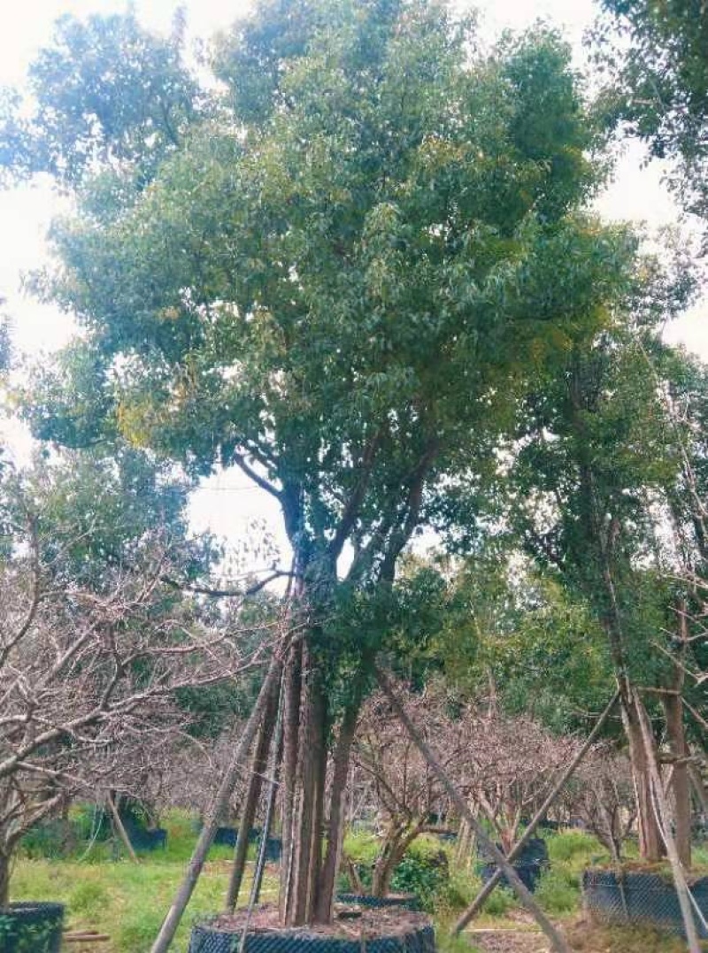 丛生香樟树4-6杆8-12公分漳州香樟树种植基地苗农直销