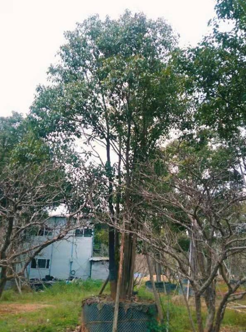 丛生香樟树4-6杆8-12公分漳州香樟树种植基地苗农直销