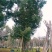 丛生香樟树4-6杆8-12公分漳州香樟树种植基地苗农直销