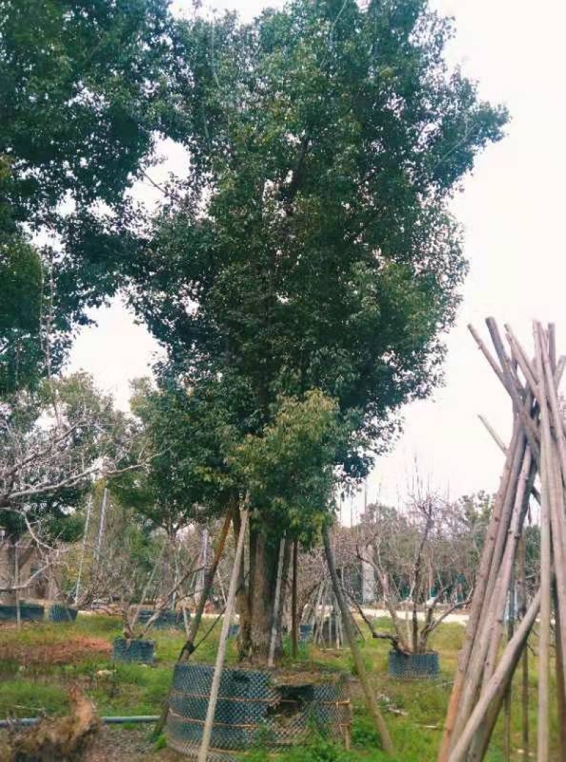 丛生香樟树4-6杆8-12公分漳州香樟树种植基地苗农直销