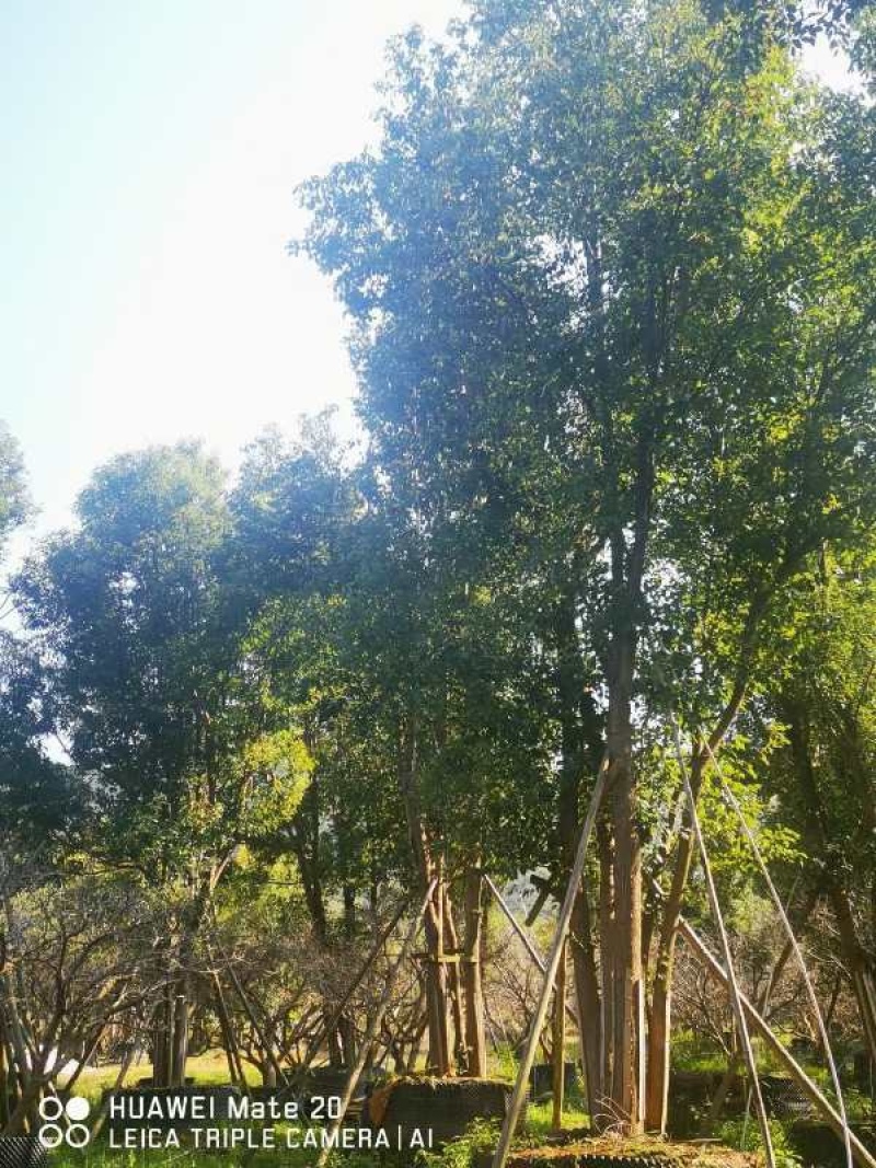 丛生香樟树4-6杆8-12公分漳州香樟树种植基地苗农直销