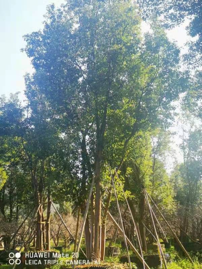 丛生香樟树4-6杆8-12公分漳州香樟树种植基地苗农直销