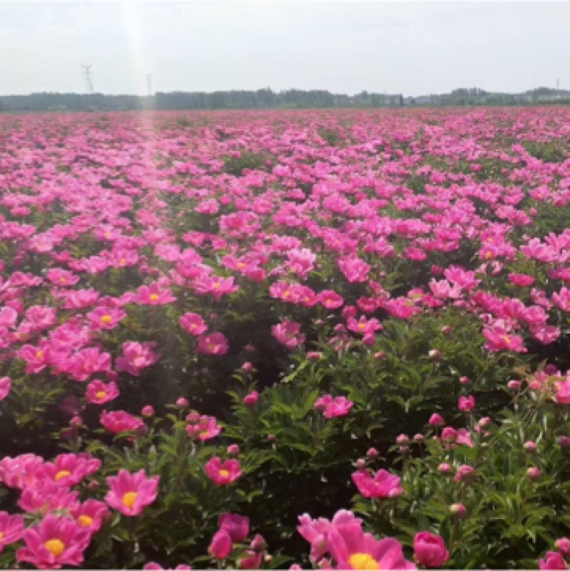白芍种苗白芍芽头白芍芽可以观赏绿化，成活率高
