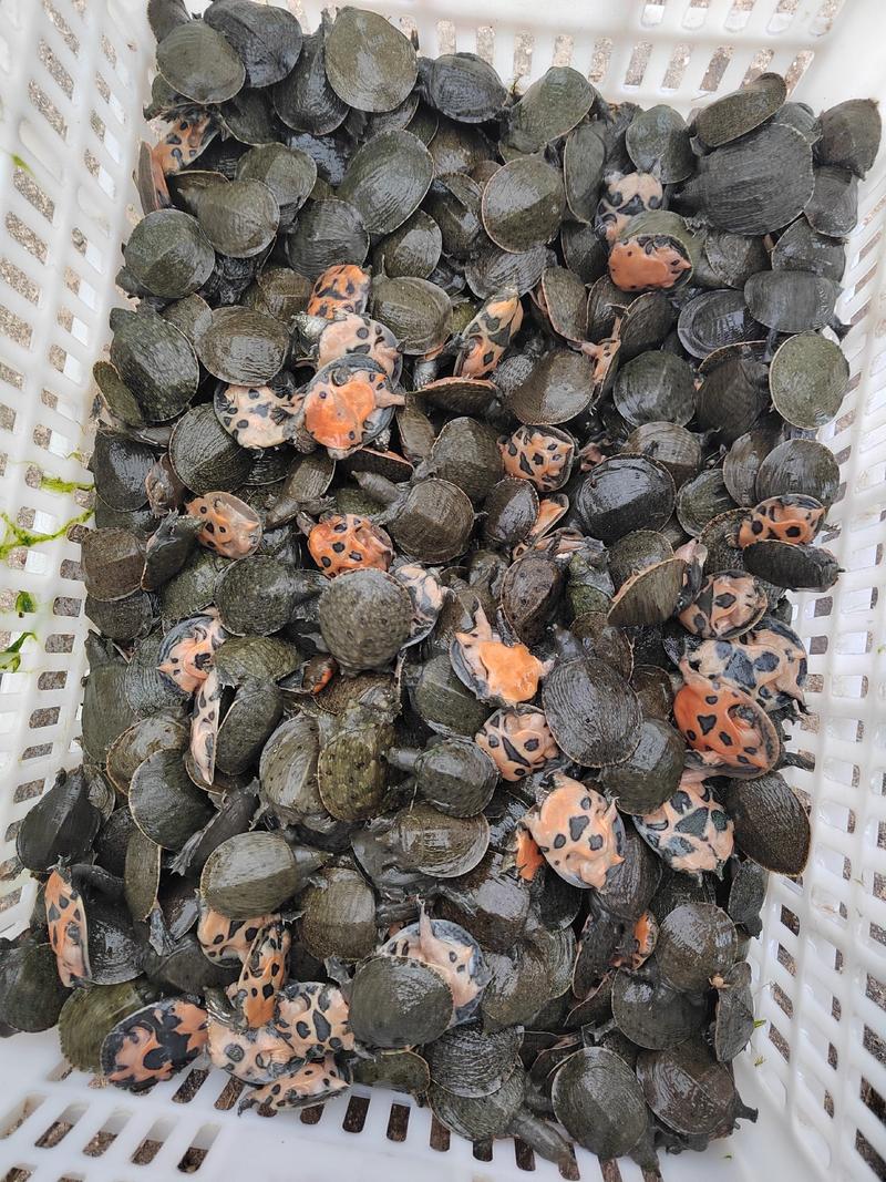 自家鱼塘母鱼产蛋孵化，外塘冷水日本甲鱼苗各种规格大量出售