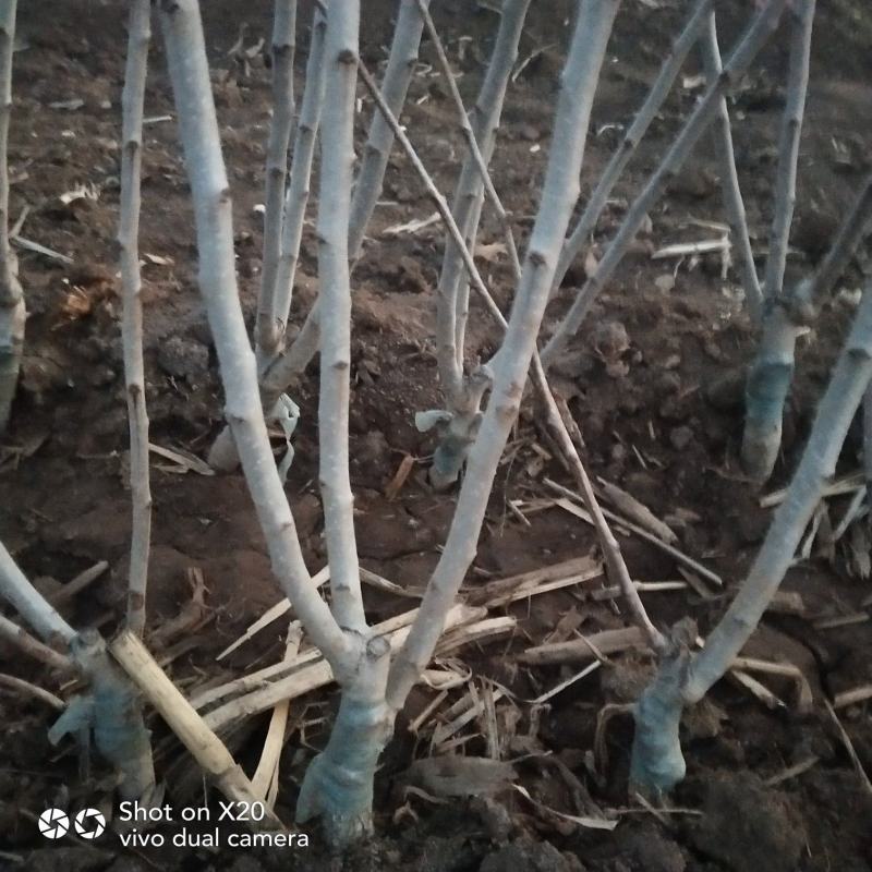 精品推荐黄山楂树苗根系发达坏苗包赔量大从优
