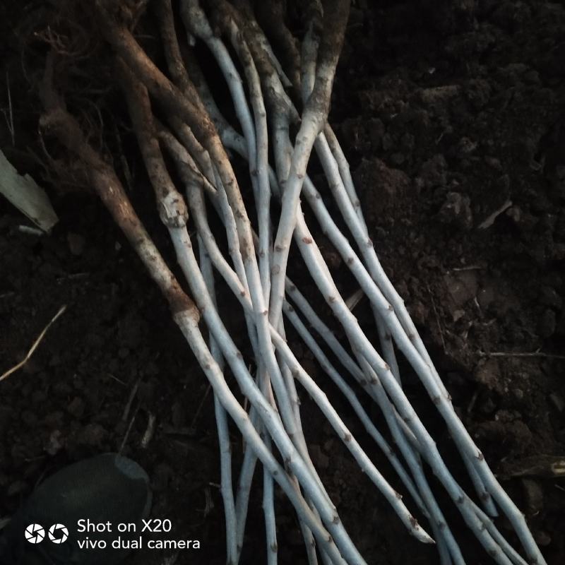 精品推荐黄山楂树苗根系发达坏苗包赔量大从优