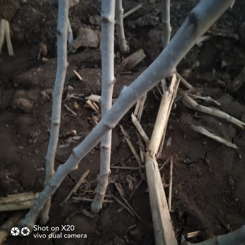 精品推荐黄山楂树苗根系发达坏苗包赔量大从优