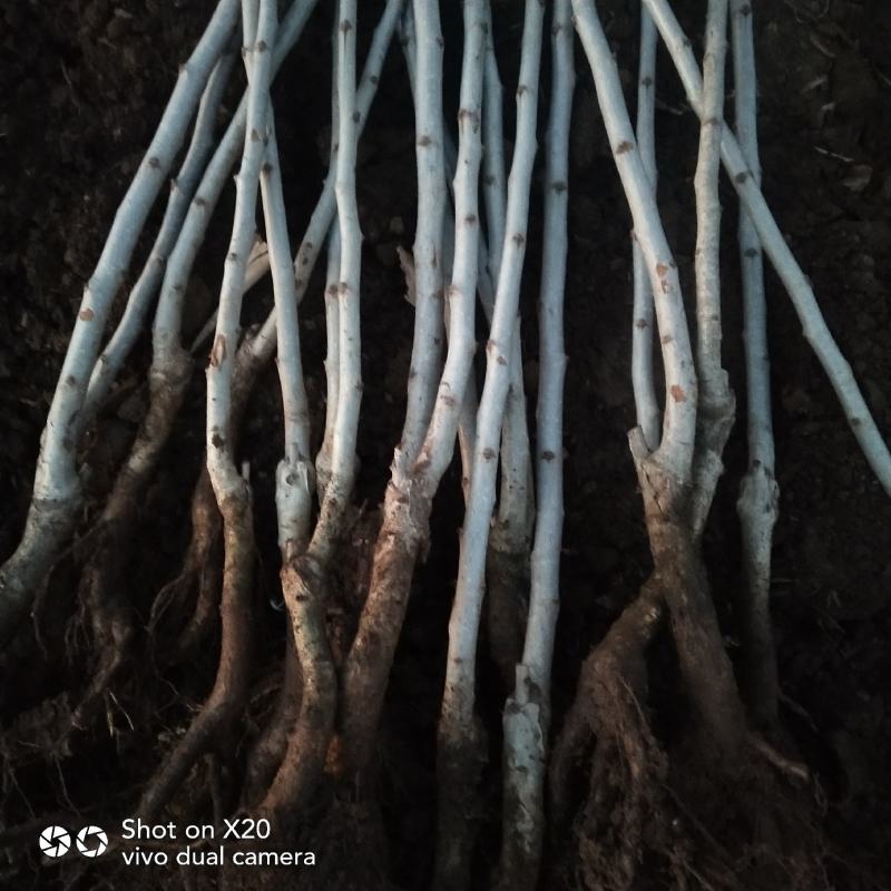 精品推荐黄山楂树苗根系发达坏苗包赔量大从优