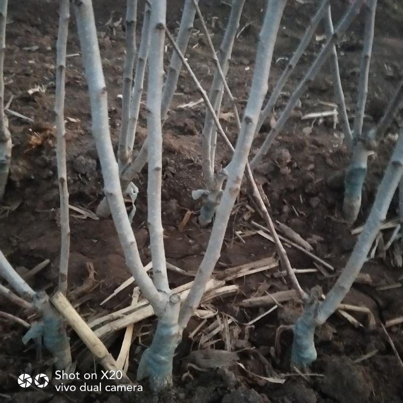 精品推荐黄山楂树苗根系发达坏苗包赔量大从优