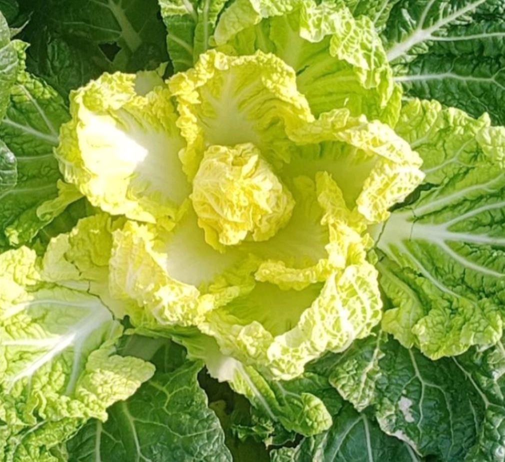 娃娃菜特写