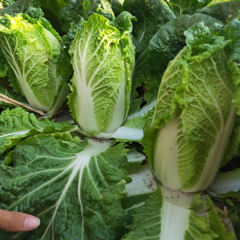 半净菜绿娃娃露天山地大黄心娃娃白菜