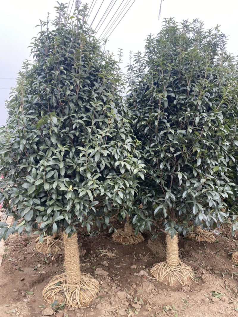 精品桂花四季桂金桂丹桂规格齐全质量保证