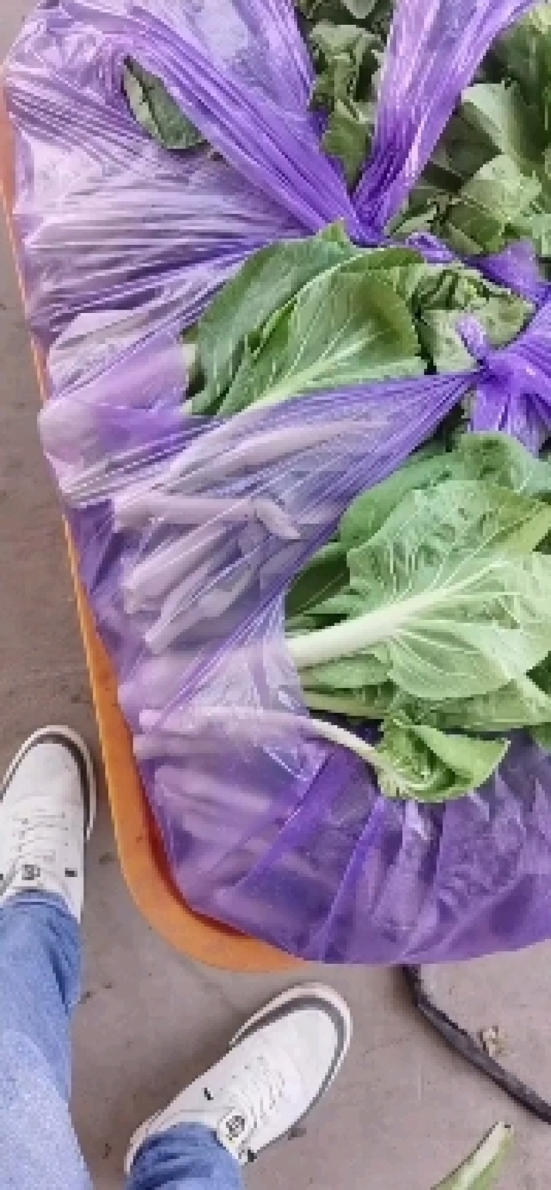 白菜苔新鲜可见，当天现摘现发
