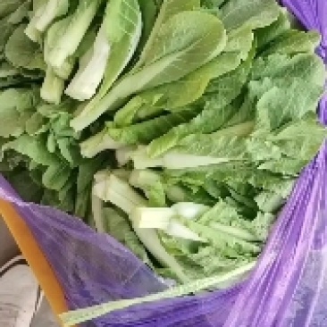 白菜苔新鲜可见，当天现摘现发