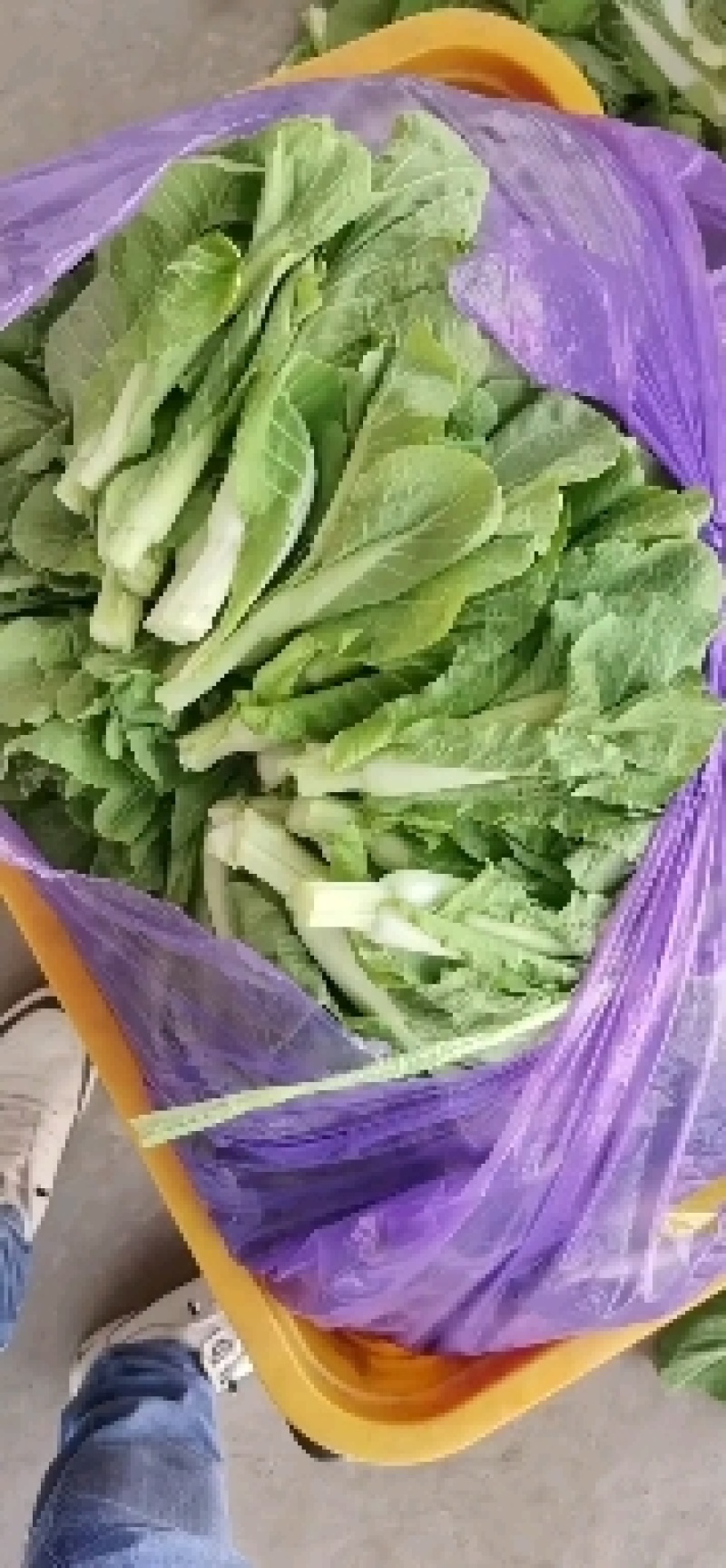 白菜苔新鲜可见，当天现摘现发
