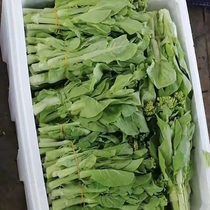 白菜苔新鲜可见，当天现摘现发