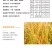 【新品】百年青啤酒全新爆款啤酒价格实惠质量保证