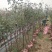 基地直销江苏高杆月季地径2到5公分代发全国