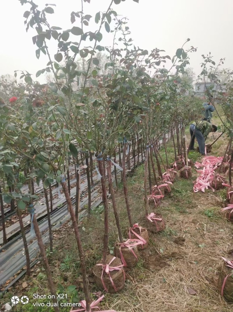 基地直销江苏高杆月季地径2到5公分代发全国