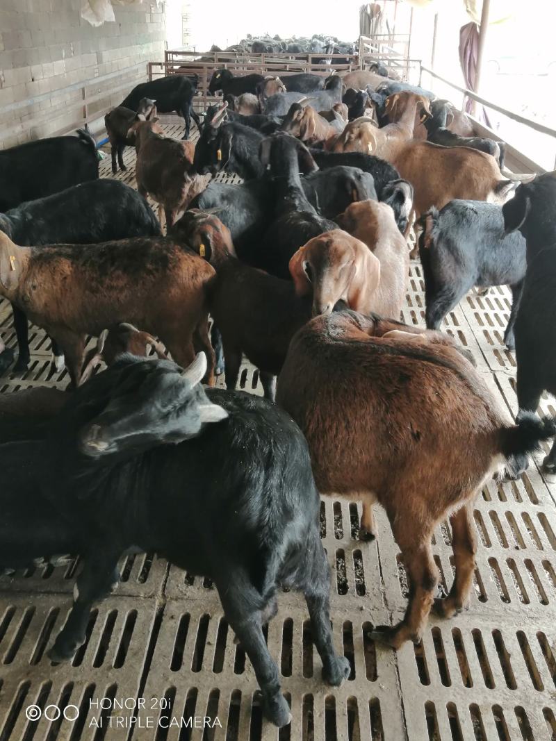 活羊努比亚黑山羊肉羊活体纯种努比亚公母大小都有