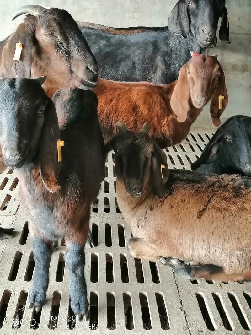 活羊努比亚黑山羊肉羊活体纯种努比亚公母大小都有